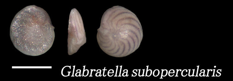 Glabratella subopercularis